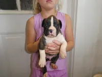 ACE, a male Boxer for sale in Olpe, KS – 1 of 7