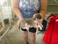 SALLY, a female Greyhound for sale in Olpe, KS – 4 of 5