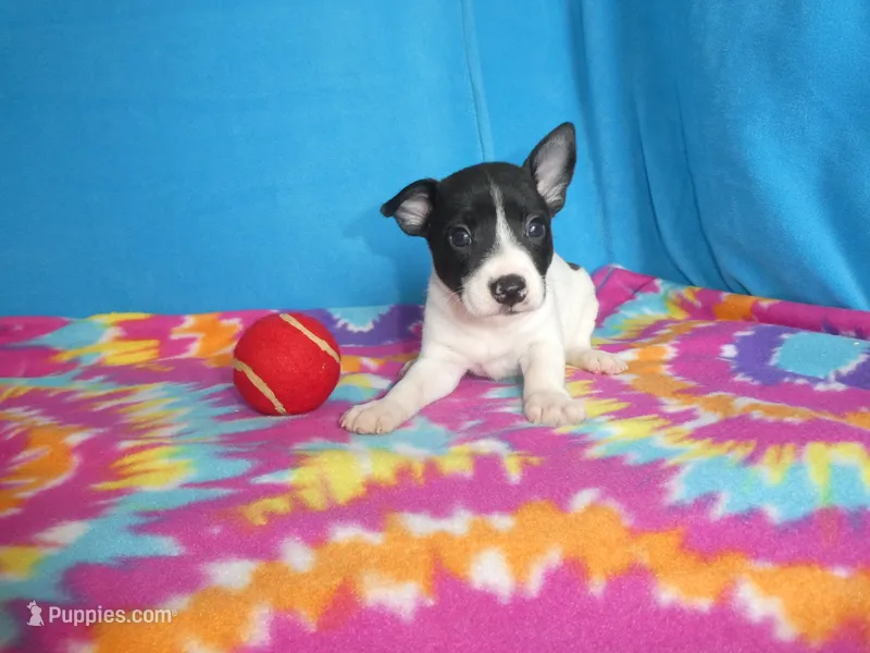 Indy – Rat Terrier puppy for sale in Olpe, KS