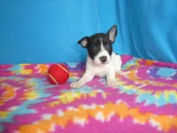Indy, a male Rat Terrier for sale in Olpe, KS – 1 of 5