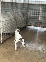 Freckles, a female Greyhound for sale in Olpe, KS – Photo 3 of 8