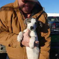 Freckles, a female Greyhound for sale in Olpe, KS – Photo 5 of 8