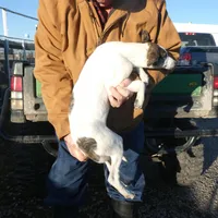 Freckles, a female Greyhound for sale in Olpe, KS – Photo 8 of 8