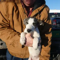 Freckles, a female Greyhound for sale in Olpe, KS – Photo 6 of 8