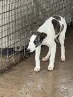 Freckles, a female Greyhound for sale in Olpe, KS – Photo 2 of 8