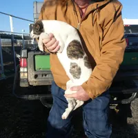 Freckles, a female Greyhound for sale in Olpe, KS – Photo 7 of 8