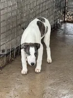 Freckles, a female Greyhound for sale in Olpe, KS – Photo 1 of 8
