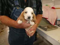 Wiston, a male Basset Hound for sale in Olpe, KS – 2 of 5