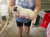 MIA, a female Greyhound for sale in Olpe, KS – 5 of 5