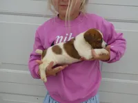 BaLoo, a female Jack Russell Terrier for sale in Olpe, KS – 4 of 4