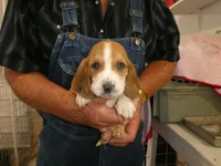 Max, a male Basset Hound for sale in Olpe, KS – 5 of 5