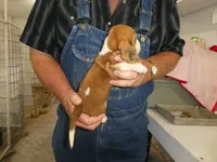 Sam , a male Basset Hound for sale in Olpe, KS – 5 of 5