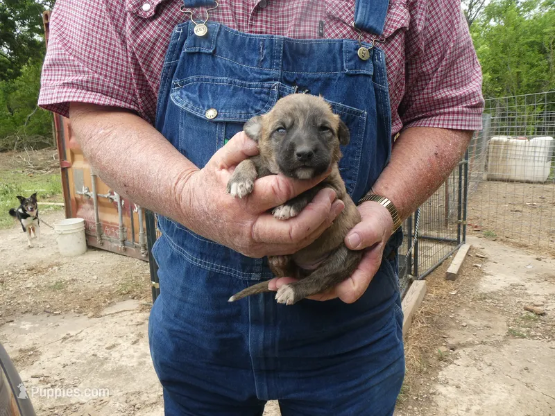 Toot – Greyhound puppy for sale in Olpe, KS