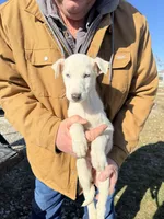 processed/10278e33-3c22-4648-8122-dc9c3dc5e8da/listing/9150276f-67c1-497f-a7cf-a61c2d10c71e/35afdc08-d60b-4958-9f3c-3a9b68d4452e