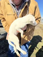 processed/10278e33-3c22-4648-8122-dc9c3dc5e8da/listing/9150276f-67c1-497f-a7cf-a61c2d10c71e/ff9b68ed-d82c-4f87-ab44-c23f2ecbdcc1