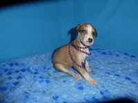 Bella, a female Greyhound for sale in Olpe, KS – 5 of 6