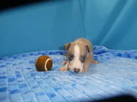ACE, a male Greyhound for sale in Olpe, KS – 3 of 5