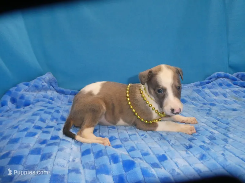 Hollie – Greyhound puppy for sale in Olpe, KS