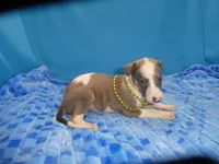 Hollie, a female Greyhound for sale in Olpe, KS – 1 of 6