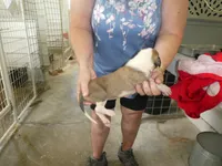SARA, a female Greyhound for sale in Olpe, KS – 2 of 5