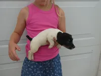 Veda, a female Jack Russell Terrier for sale in Olpe, KS – 4 of 5