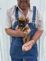 Badger, a male Boxer for sale in Olpe, KS – 1 of 5
