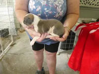 SALLY, a female Greyhound for sale in Olpe, KS – 3 of 5
