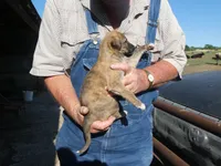 Toot, a female Greyhound for sale in Olpe, KS – 3 of 9