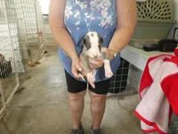 DOC, a male Greyhound for sale in Olpe, KS – 7 of 7