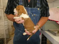 Max, a male Basset Hound for sale in Olpe, KS – 2 of 5