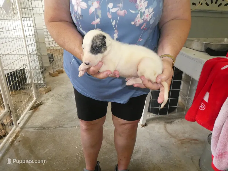 MIA – Greyhound puppy for sale in Olpe, KS