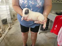 MIA, a female Greyhound for sale in Olpe, KS – 1 of 5