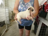 Sammy, a male Greyhound for sale in Olpe, KS – 2 of 5