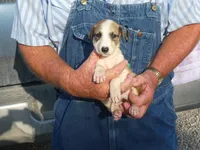 SARA, a female Greyhound for sale in Olpe, KS – 1 of 6