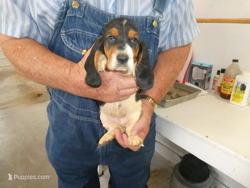 Sally – Basset Hound puppy for sale in Olpe, KS