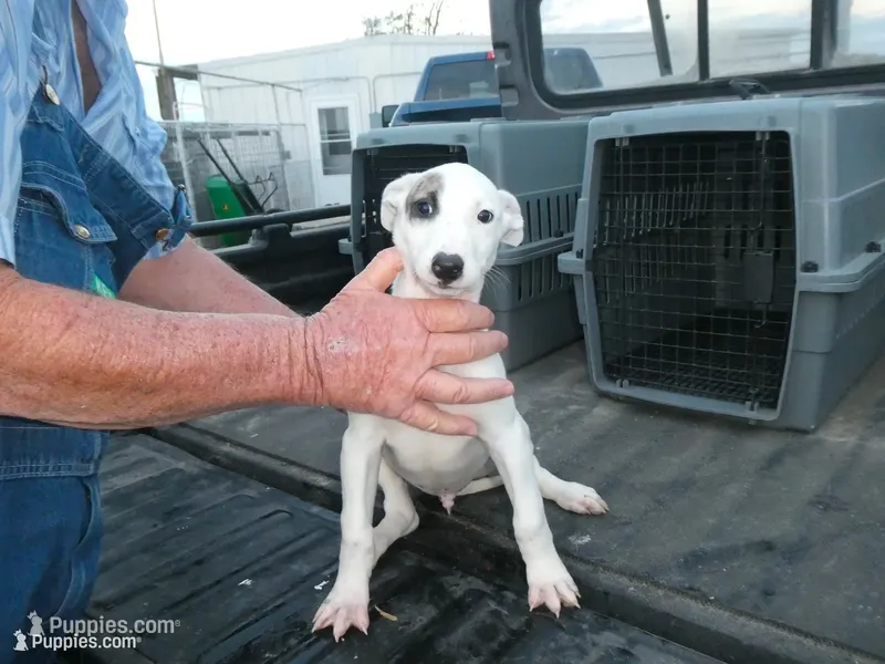 Jingle – Greyhound puppy for sale in Olpe, KS