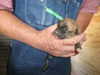 Toot, a female Greyhound for sale in Olpe, KS – Photo 3 of 8