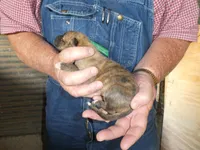 Toot, a female Greyhound for sale in Olpe, KS – Photo 6 of 8