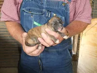 Toot, a female Greyhound for sale in Olpe, KS – Photo 5 of 8