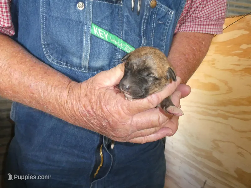 Toot – Greyhound puppy for sale in Olpe, KS