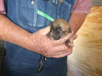 Toot, a female Greyhound for sale in Olpe, KS – Photo 1 of 8