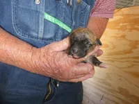 Toot, a female Greyhound for sale in Olpe, KS – Photo 2 of 8
