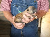 Toot, a female Greyhound for sale in Olpe, KS – Photo 4 of 8