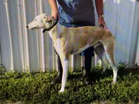 Toot, a female Greyhound for sale in Olpe, KS – Photo 8 of 8