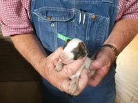 Mia, a female Greyhound for sale in Olpe, KS – Photo 2 of 7