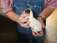 Mia, a female Greyhound for sale in Olpe, KS – Photo 4 of 7