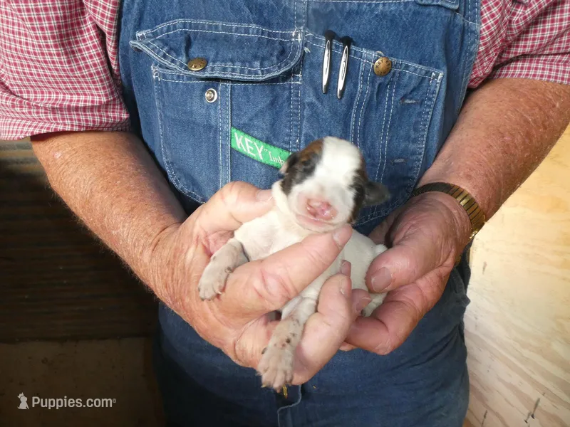Mia – Greyhound puppy for sale in Olpe, KS