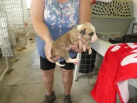 ACE, a male Greyhound for sale in Olpe, KS – 5 of 5