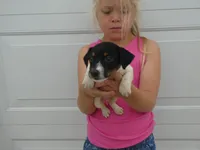 Veda, a female Jack Russell Terrier for sale in Olpe, KS – 2 of 5