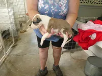 SARA, a female Greyhound for sale in Olpe, KS – 3 of 5